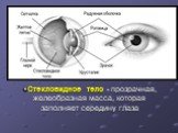 Стекловидное тело - прозрачная, желеобразная масса, которая заполняет середину глаза