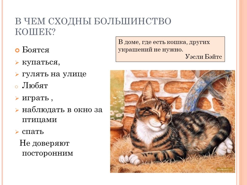 Играет роль кошки. Роль кошки в жизни человека. Эпитеты коту. Кошки в литературе. Роль домашней кошки в природе.