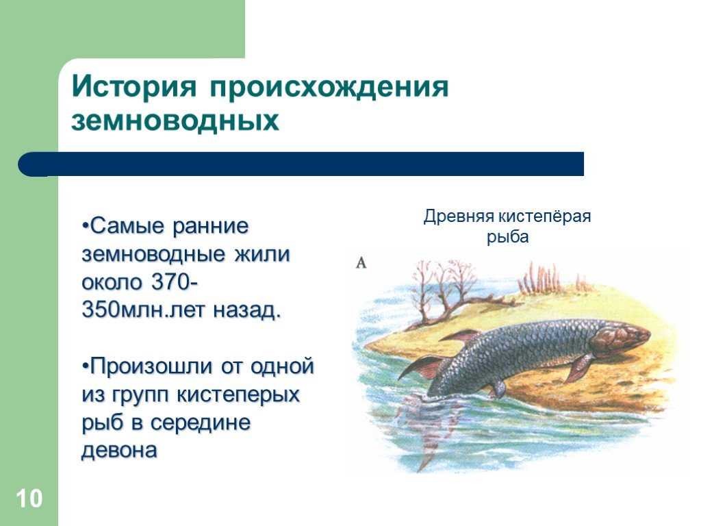 Объясните происхождение земноводные. Происхождение земноводных от кистеперых рыб. Происхождение зе новодных. Происхождение земноводных. Размножение, развитие и происхождение земноводных.