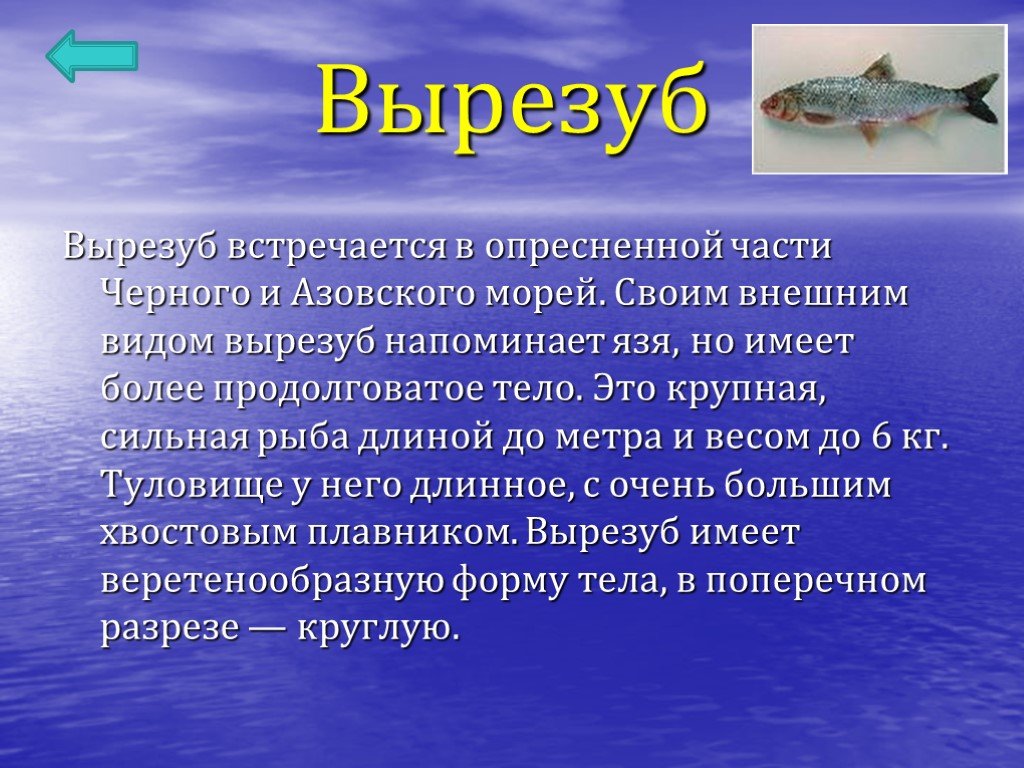 Азовское море какая рыба водится