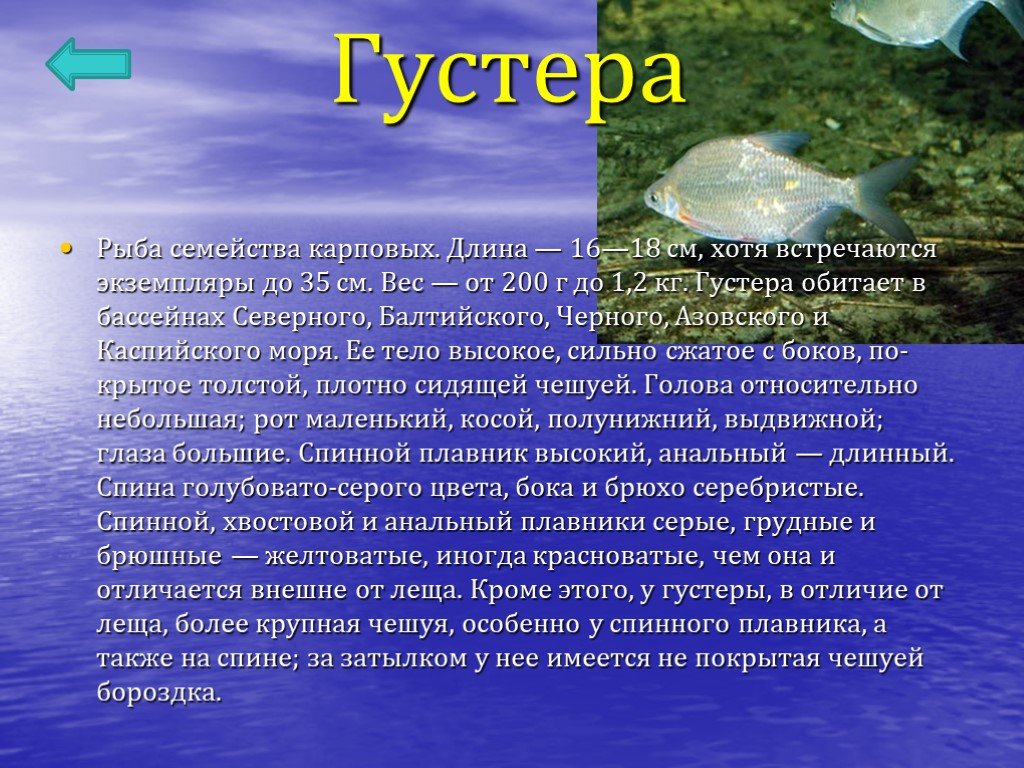 Рыбы в азовском море список с фото