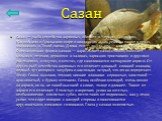 Сазан. Сазан — рыба семейства карповых, обитает в Черном, Азовском, Каспийском и Аральском море и впадающих в них реках, а также в реках, впадающих в Тихий океан. Длина его — до 1 м, вес — свыше 16 кг. Одомашненная форма сазана — карп. Живет сазан стаями, избегает сильного течения, держится в залива