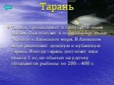 Тарань. Тарань принадлежит к полупроходным рыбам. Она обитает в опресненных водах Черного и Азовского моря. В Азовском море различают донскую и кубанскую тарань. Иногда тарань достигает веса свыше 1 кг, но обычно на удочку попадаются рыбины по 200—400 г.