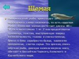 Шемая. Название этой рыбы происходит от персидского слова «шахмаге», то есть «царская рыба». Взрослая шемая достигает длины 40—50 см и весит около 1 кг. У нее продолговатое туловище, толстая, выступающая вперед нижняя челюсть; голова и спина темные, брюхо и бока серебристо-белые, плавники прозрачные