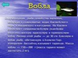 Вобла. Полупроходная рыба семейства карповых, живущая в соленоватых водах Каспийского моря и впадающих в него реках. На Каспии различают северокаспийскую (наиболее многочисленную куринскую и туркменскую воблу Размер этой рыбы — до 30 см. Близкую к вобле рыбу, обитающую в Азовско-Чер-номорском бассей