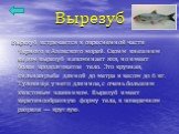 Вырезуб. Вырезуб встречается в опресненной части Черного и Азовского морей. Своим внешним видом вырезуб напоминает язя, но имеет более продолговатое тело. Это крупная, сильная рыба длиной до метра и весом до 6 кг. Туловище у него длинное, с очень большим хвостовым плавником. Вырезуб имеет веретенооб