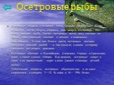 Осетровые рыбы. Осетровые издавна считаются очень ценным видом рыб. К ним относится осетр, белуга, севрюга, шип, калуга и стерлядь. Это очень древние рыбы. Скелет осетровых почти весь состоит из хряща, мясо довольно плотное и нежное, с жировыми прослойками. И хотя оно белого цвета, осетровых исстари