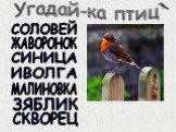 Птицы зимнего леса Слайд: 11
