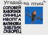 Птицы зимнего леса Слайд: 12