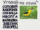 Птицы зимнего леса Слайд: 13