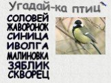 Птицы зимнего леса Слайд: 14