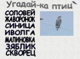 Птицы зимнего леса Слайд: 15