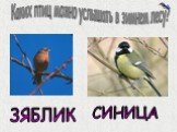 Птицы зимнего леса Слайд: 19