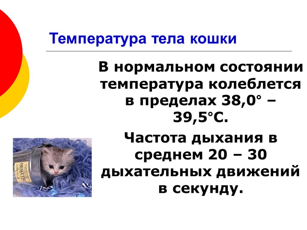 Ректальная температура кошки. Нормальная температура у котенка. Температура тела у котов в норме. Нормальная температура тела у котенка 2 месяца. Какая нормальная температура у котят.