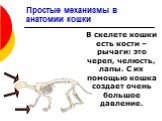 Простые механизмы в анатомии кошки. В скелете кошки есть кости – рычаги: это череп, челюсть, лапы. С их помощью кошка создает очень большое давление.