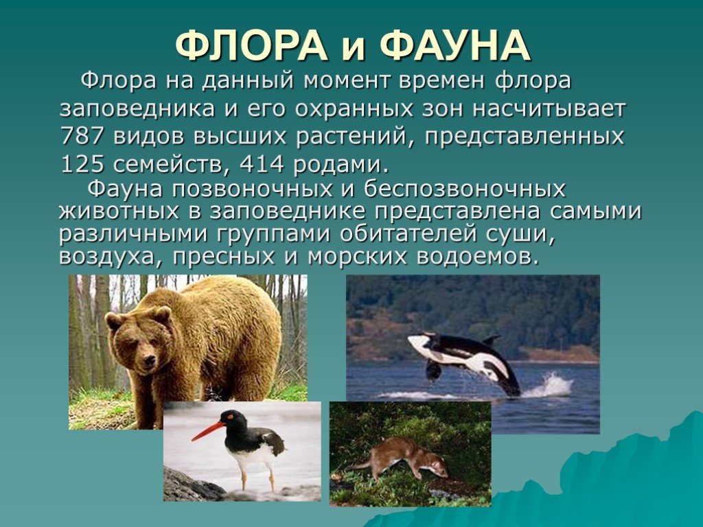 Презентация животный мир россии 8 класс география. Представители Флоры и фауны России.