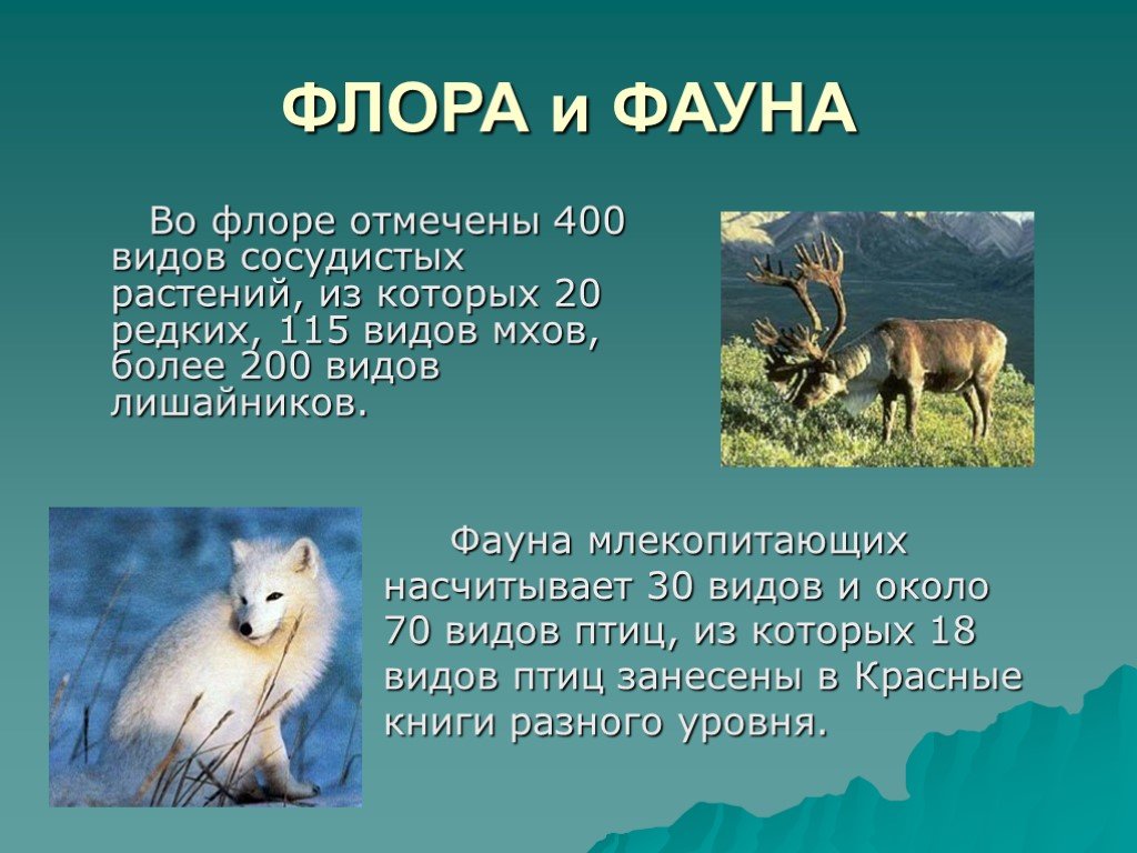 Презентация животный мир россии 8 класс география. Фауна это определение.