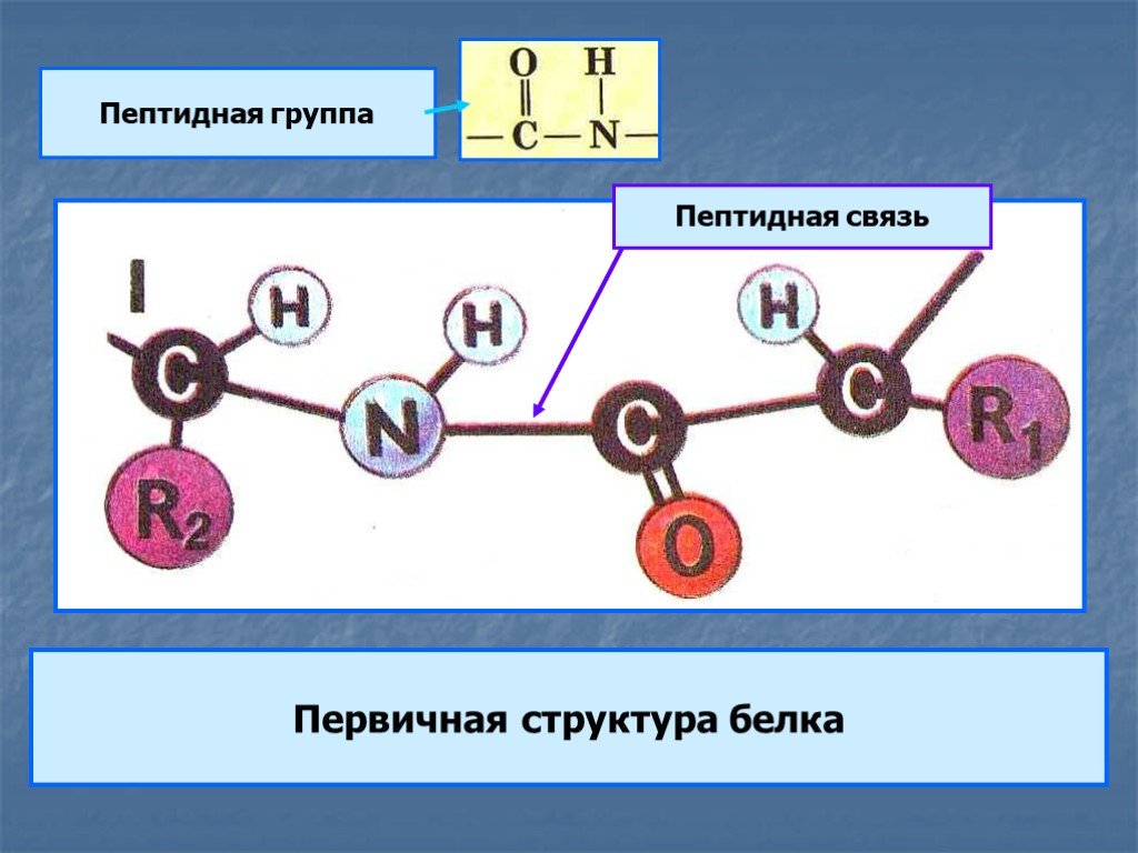 Химическая связь первичной структуры. Пептидная связь структура белка. Строение первичной структуры белковой молекулы, пептидная связь. Схема первичной структуры молекулы белка пептидная связь. Химические связи первичной структуры белка.