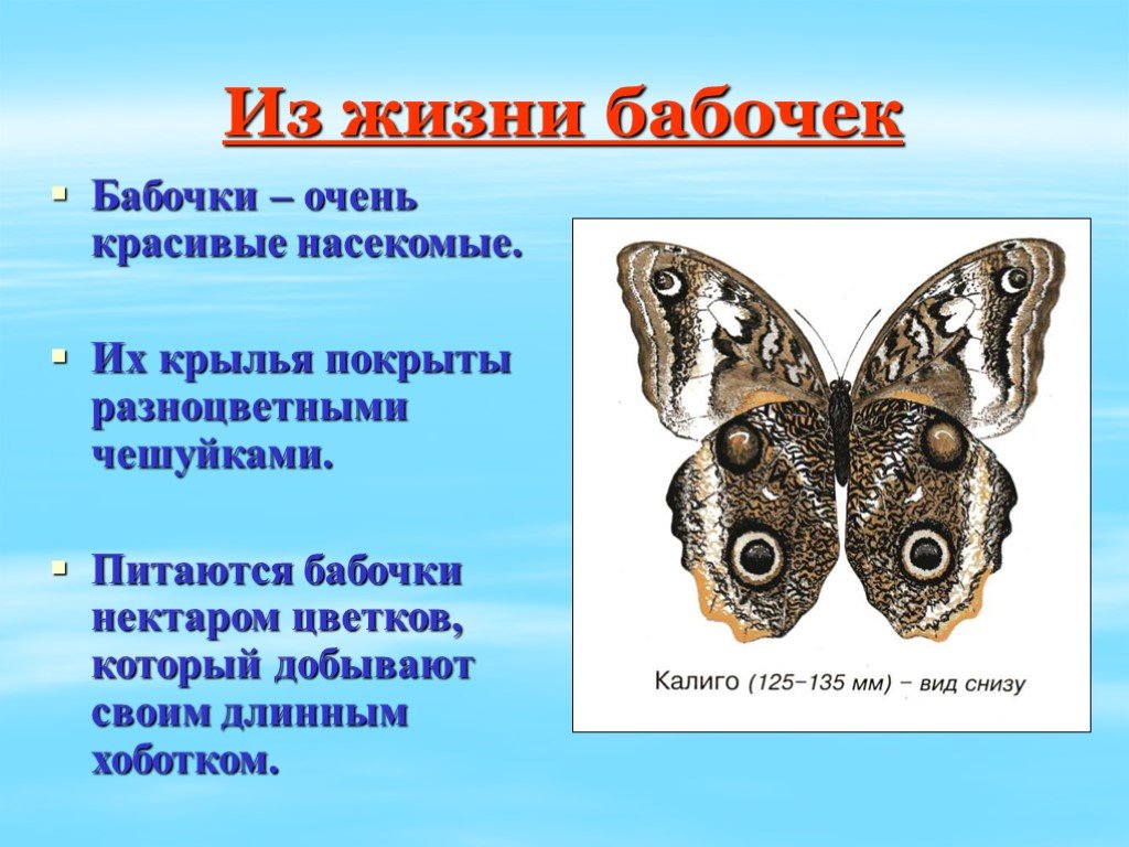 Сообщение первые бабочки 2 класс окружающий мир. Рассказ о бабочке. Сведения о бабочках. Сообщение о бабочке. Интересная информация о бабочках.