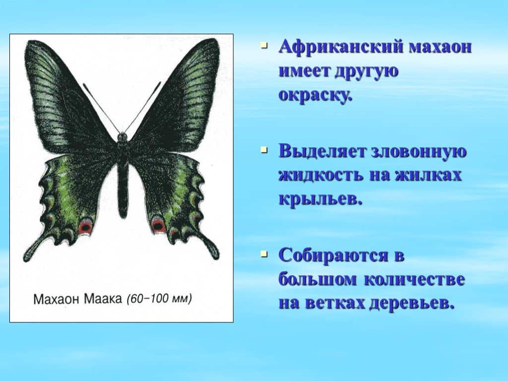 Бабочка махаон описание. Махаон бабочка 2 класс. Доклад о бабочке Махаон 2 класс окружающий мир. Бабочка Махаон окружающий мир. Описание бабочки.