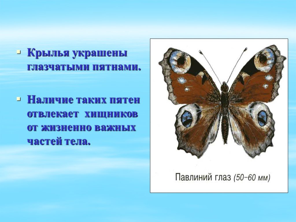 В чем сходство и различие бабочек. Бабочки для презентации. Сообщение о бабочке. Бабочки окружающий мир. Проект про бабочек.