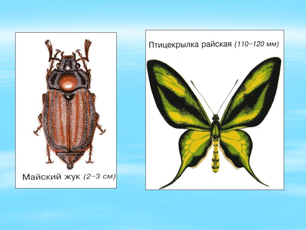 Сходства и различия бабочек 2 класс. Жуки окружающий мир 1 класс. Жуки и бабочки. Сравнение Жуков и бабочек. Майский Жук и бабочка.