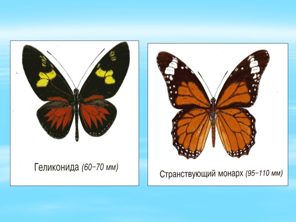 Бабочки картинки окружающий мир. Бабочки 1 класс окружающий мир. Бабочки окружающий мир 2 класс. Бабочки окружающий ИТР. Бабочки второй класс окружающий мир.
