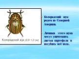 Колорадский жук родом из Северной Америки. Личинки этого жука могут уничтожить листья картофеля и погубить всё поле.