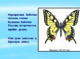 Прекрасная бабочка- махаон, самая большая бабочка России, встречается крайне редко. Она даже занесена в Красную книгу.