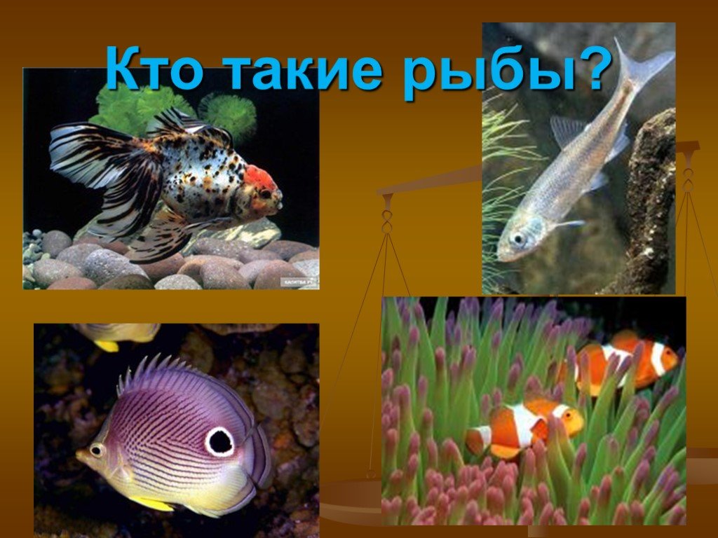 Кто такие рыбы 1 класс окружающий мир. Кто такие рыбы. Кто такие рыбы определение. Кто такие рыбёшки. Картинка на слайд презентация рыбы.