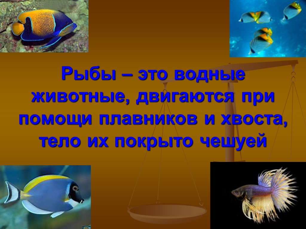 Рыбы презентация для детей. Рыбы слайд. Рыба для презентации. Рыбка для слайда. Рыбы 3 класс.