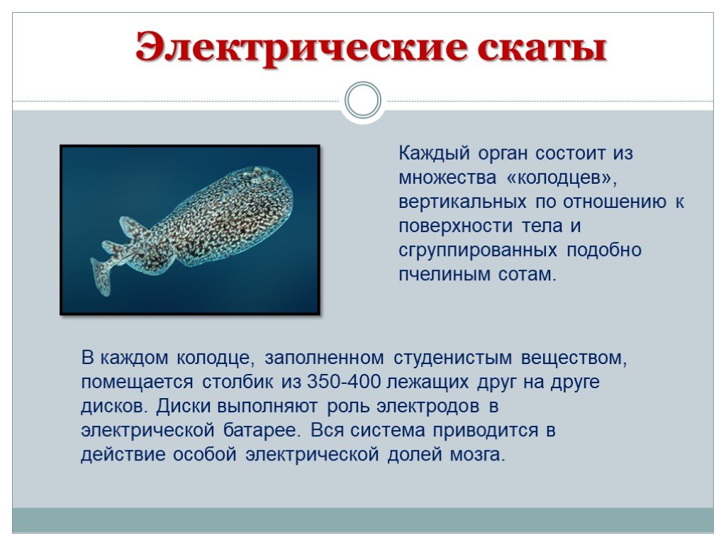 Какую энергию используют животные. Электрические органы рыб. Строение электрического ската. Электрический Скат органы электрические. Электрические процессы в живых организмах.