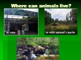 Where can animals live? in zoos in wild animal's parks in the wild
