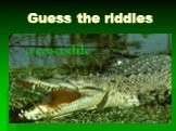 Guess the riddles a crocodile