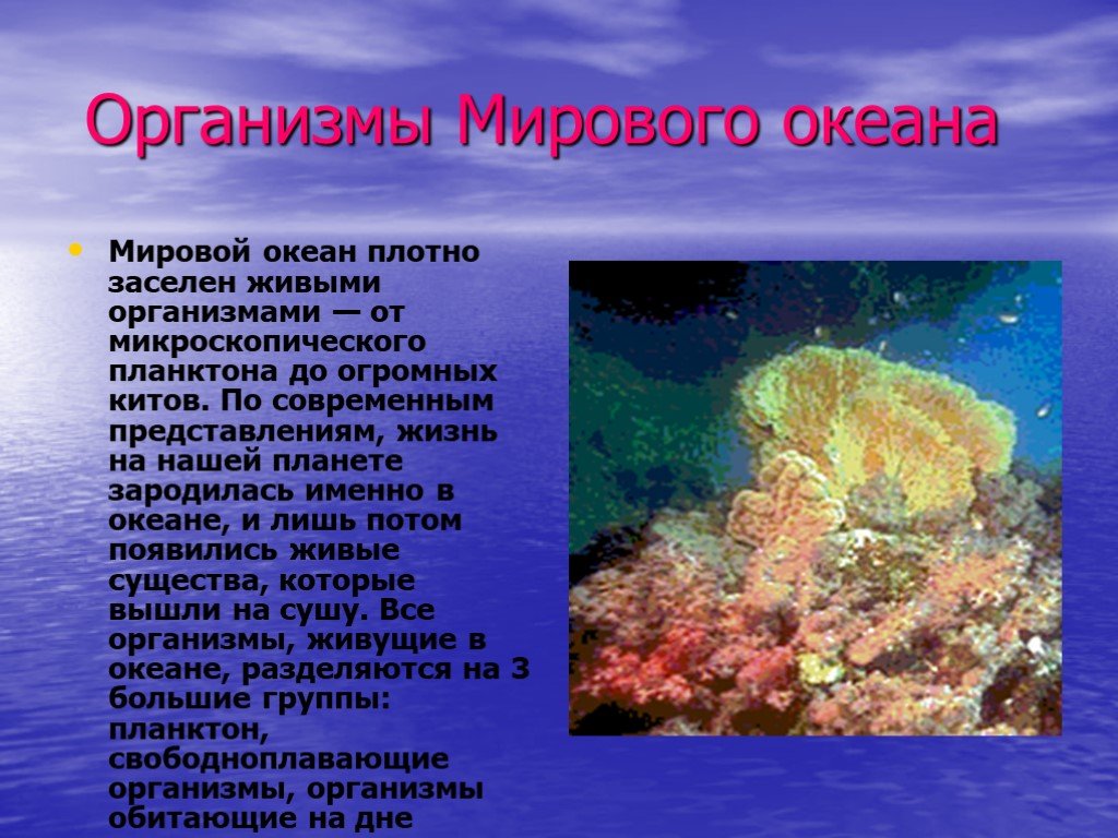 Доклад о живом организме. Организмы мирового океана. Живые организмы в Водах мирового океана. Многообразие жизни в океане. Жизнь в океане доклад.
