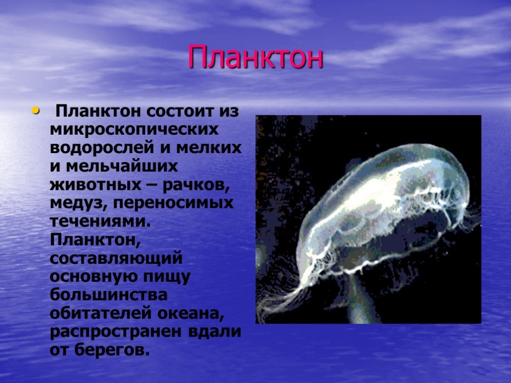 Доклад о живом организме. Организмы мирового океана. Обитатели океана. Планктон доклад. Доклад о любом живом организме.