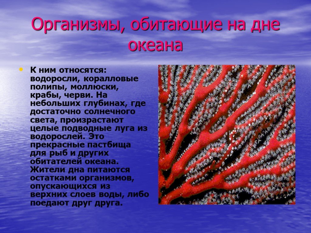 Доклад о живом организме. Организмы обитающие на дне. Организмы мирового океана. Организмы обитающий в мировом океане. Живые организмы в Водах мирового океана.
