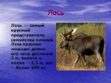 Лось. Лось — самый крупный представитель семейства оленей. Лось крупнее лошади: длина его тела достигает 3 м, высота в холке — 2,3 м, вес — более 500 кг.