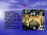Лев. Льва принято называть «царем зверей»: длина его тела достигает 2,4 м, вес — 280 кг. И хотя иногда его называют «королем джунглей», водится он исключительно на открытых пространствах или в негустых зарослях.