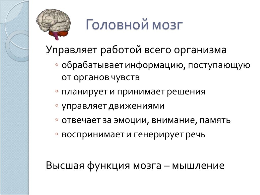 Факты про мозг. Головной мозг управляет. Интересные факты о головном мозге. Интересные факты о человеческом мозге. Интересные факты о головном мозге человека.