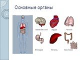 Основные органы Головной мозг Сердце Лёгкие Желудок Печень Кишечник