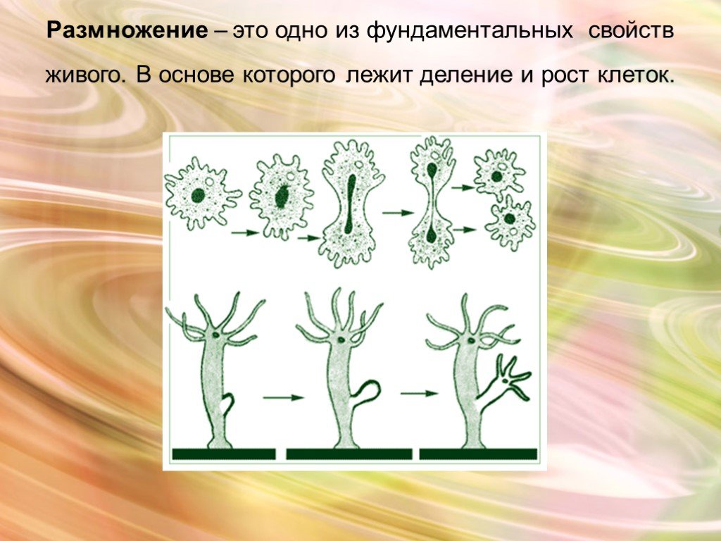 Основы размножения. В основе размножения лежит деление клеток. Размножение растений делением клетки. В основе размножения лежит деление клеток бесполое размножение. Размножение живых клеток.