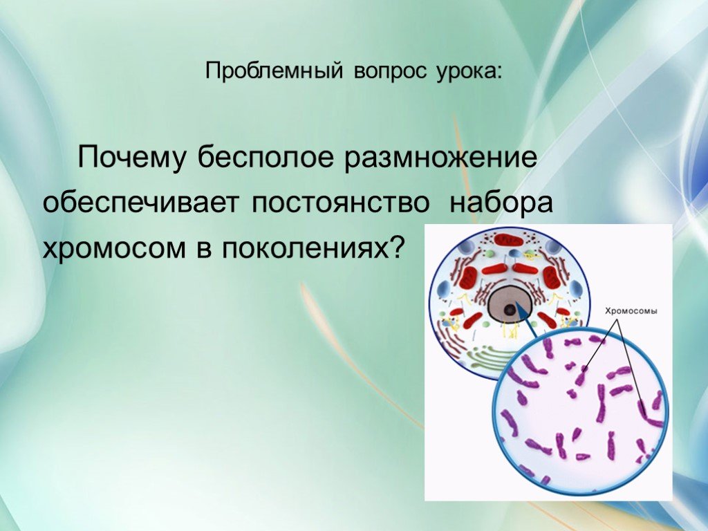 Размножение обеспечивает. Бесполое размножение хромосомы. Набор хромосом при бесполом размножении. Набор хромосом бесполовое размножение. Бесполое размножение обеспечивает высокую приспособляемость.