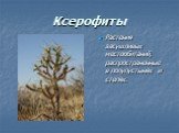Ксерофиты. Растения засушливых местообитаний, распространенные в полупустынях и степях.