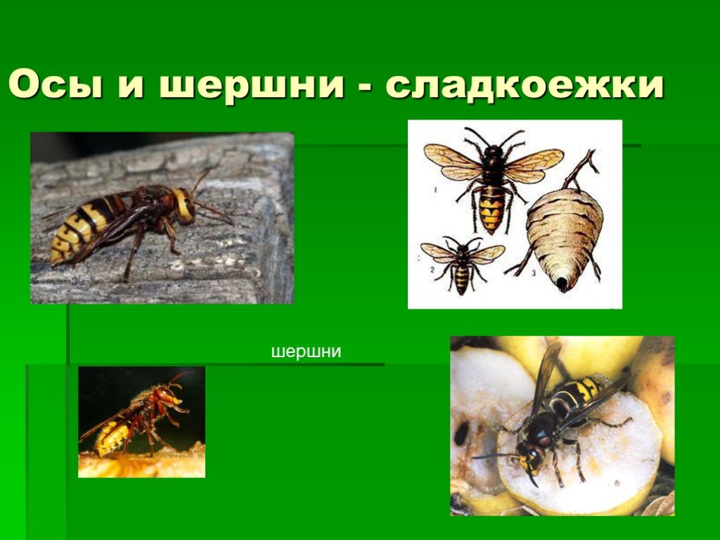 Тема укусы насекомых. Презентация на тему укусы насекомых. Защита от жалящих насекомых. Реферат на тему осы.