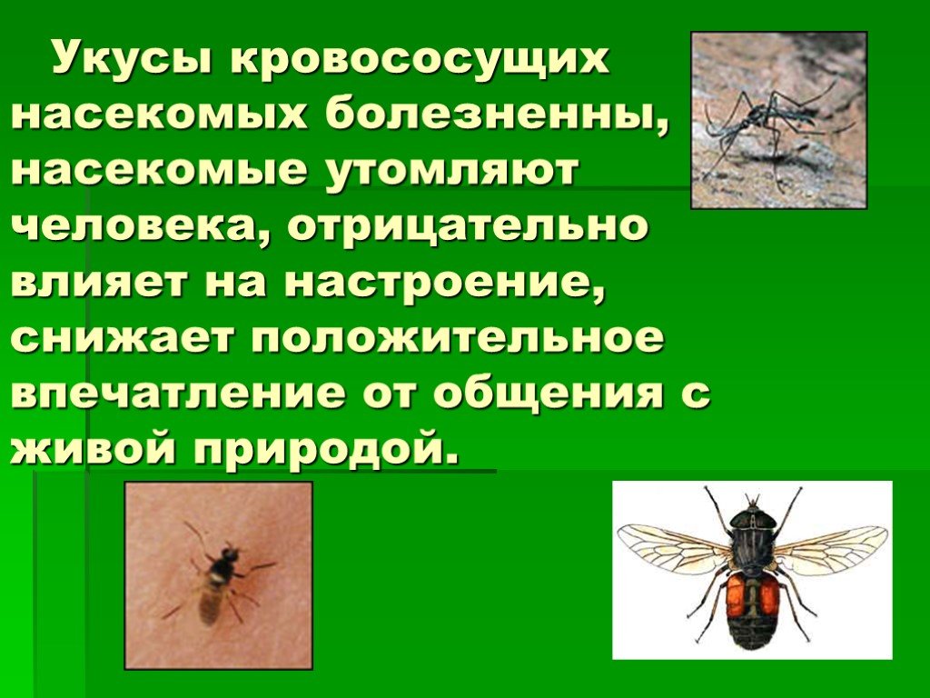 Тема укусы насекомых