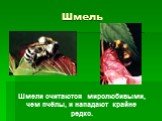 Шмель. Шмели считаются миролюбивыми, чем пчёлы, и нападают крайне редко.