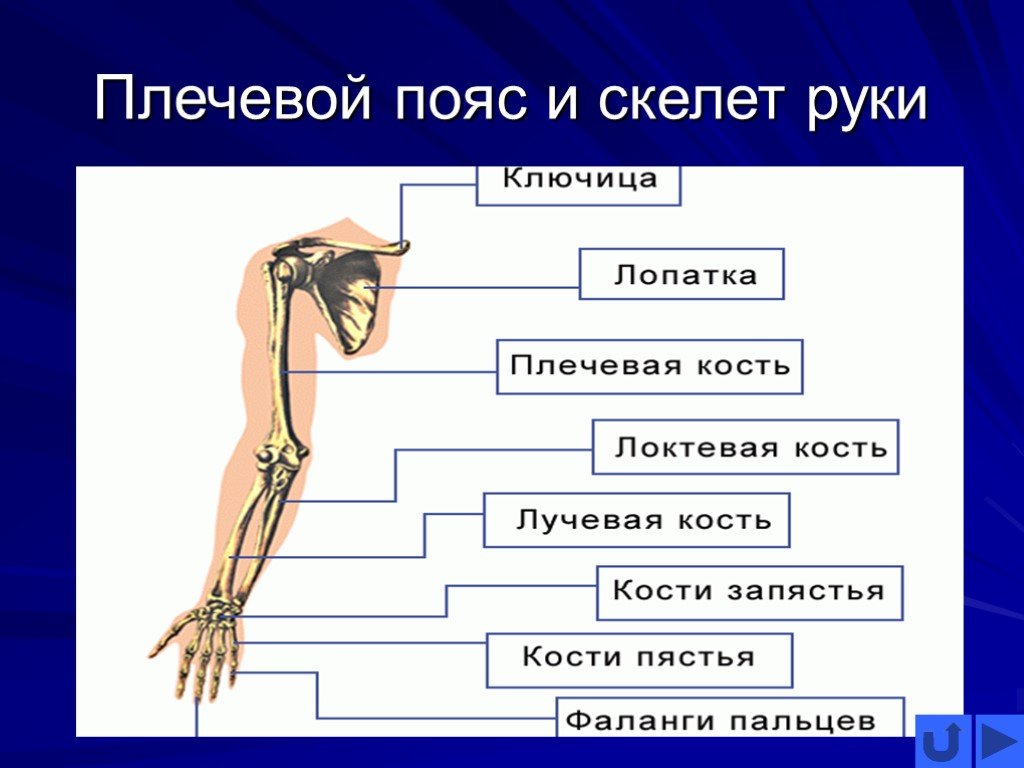 Предплечье на скелете. Схема строения плечевого пояса. Строение руки. Скелет плечевого пояса и руки. Строение скелета руки человека.