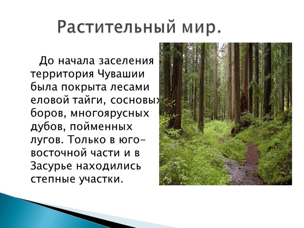 Составьте описание растительности животного мира и почв своей местности по плану 1