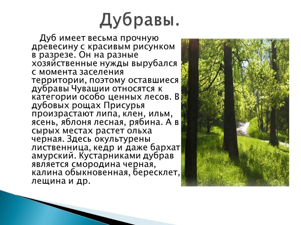 Кустарники дубравы. Дубрава презентация. Дубрава описание леса. Сообщение о Дубраве. Дубрава презентация по биологии.